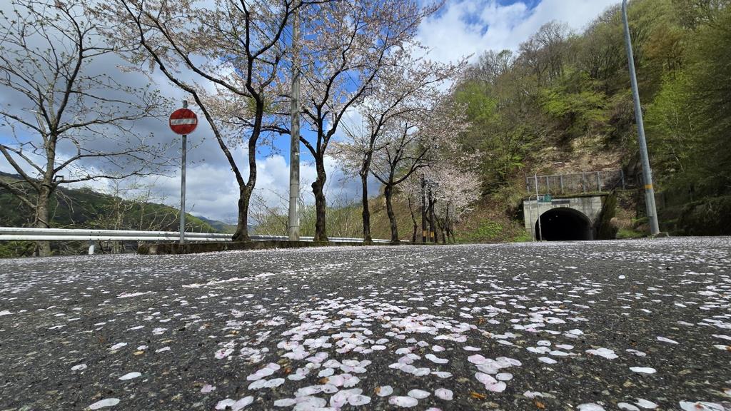 桜散る