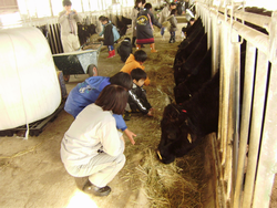 母牛への乾燥給与体験