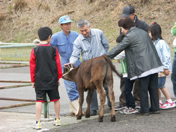 牛とのふれあい