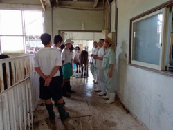 牛の検査の勉強の写真