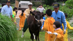 牛を引く子供たち