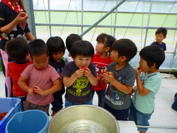 保育園児によるミディトマト収穫・試食