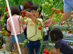 保育園児によるミディトマト収穫・試食