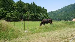 バヒアグラスを食べるかきこ