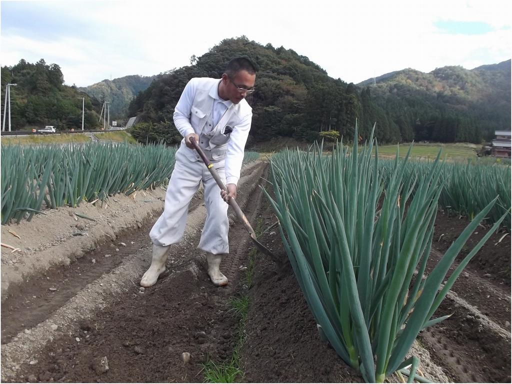 白ネギも主力品目として生産