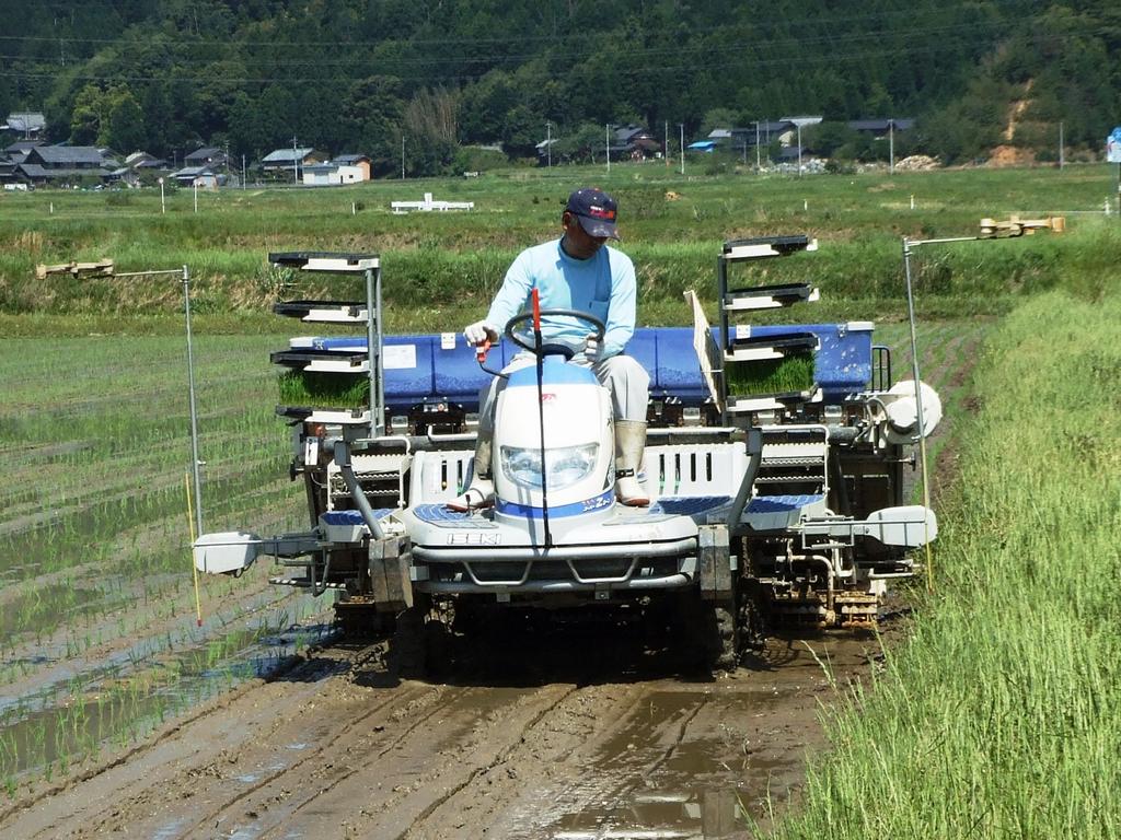 丁寧な田植えを心がけています