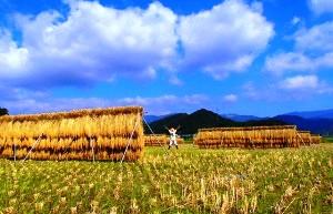 天田んぼの中で天日干し