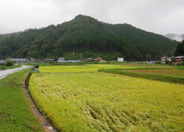 自然豊かな環境と堆肥主体で育てるお米