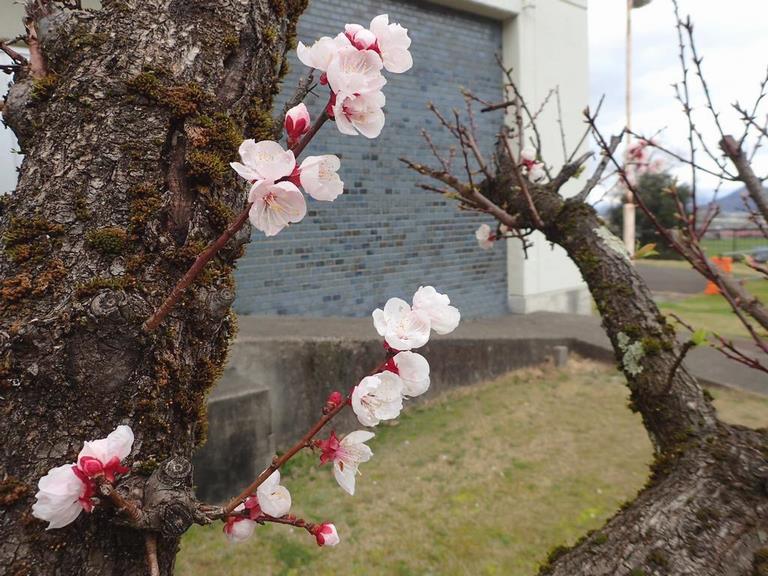 中庭の桜