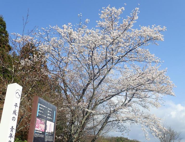 桜満開