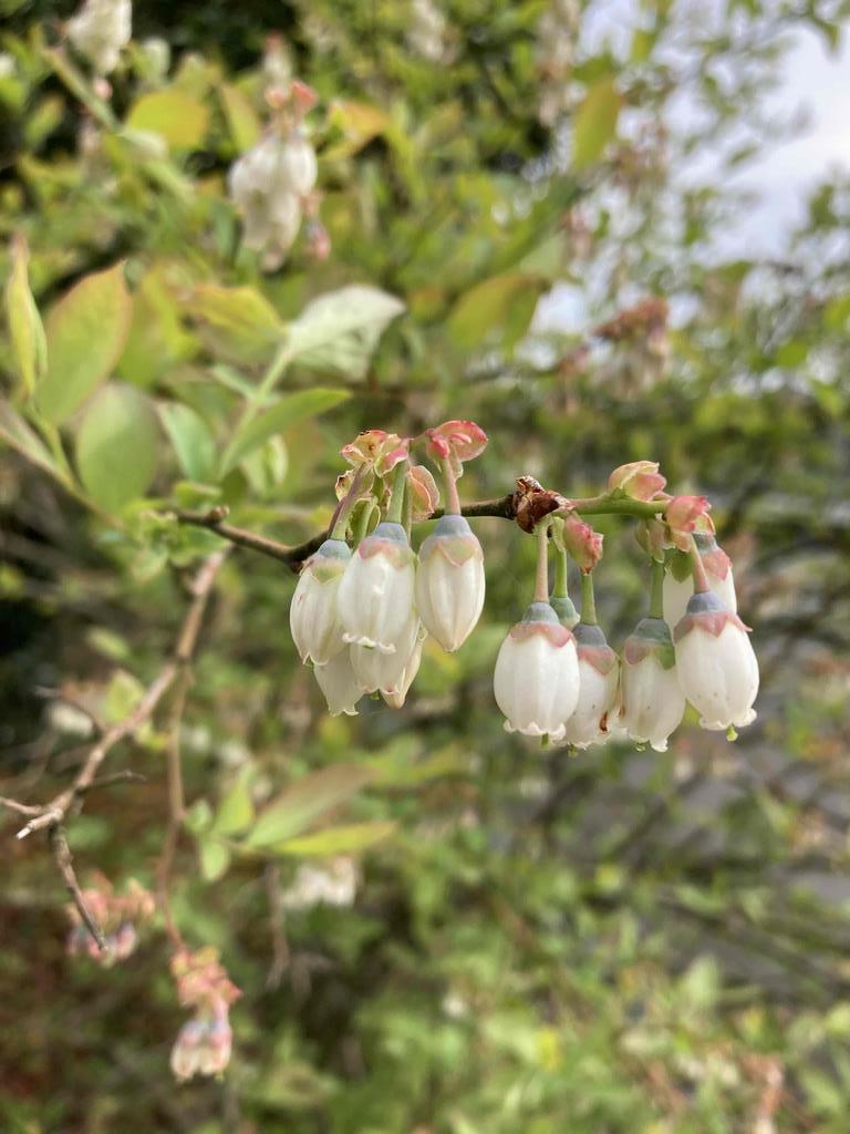 ブルーベリーの花