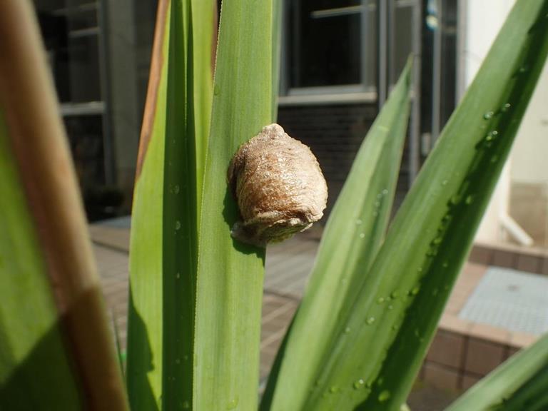 カマキリノタマゴ