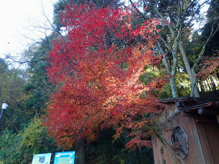 紅葉２