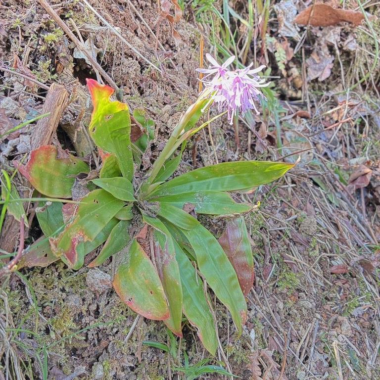 ショウジョウバカマ