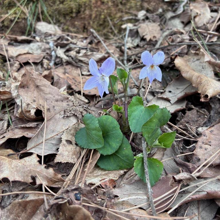 タチツボスミレ