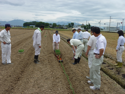 白ネギ定植作業