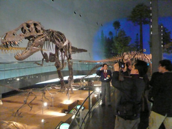 福井県立恐竜博物館を視察