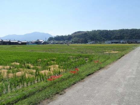 H29.9高架橋（余座～大蔵付近）