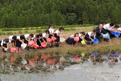 ドジョウの放流