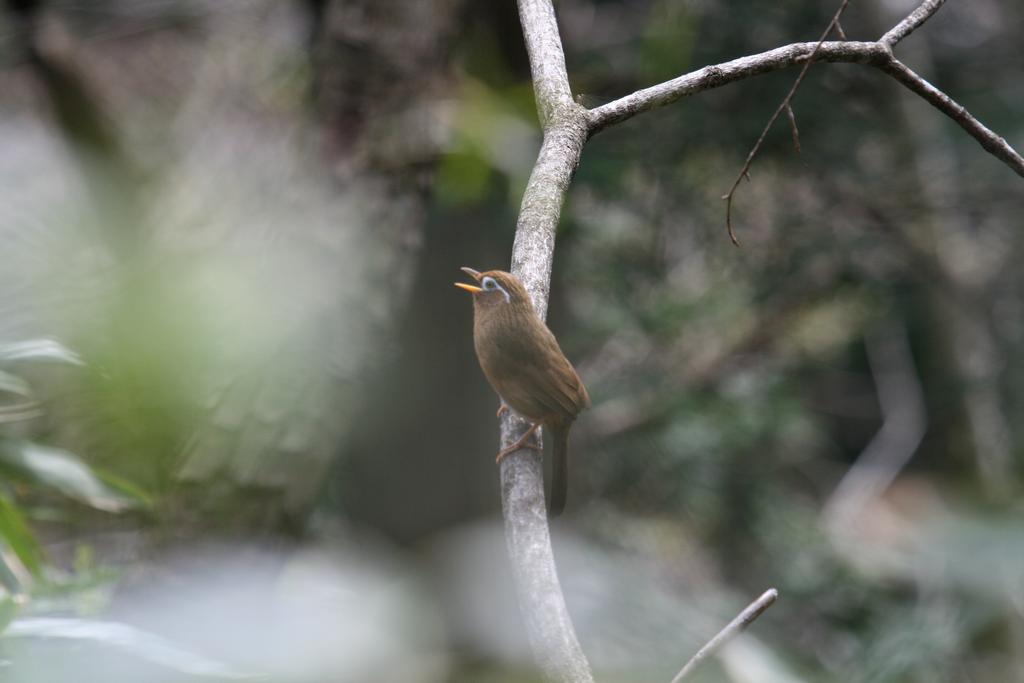 福井県内の野外で確認された特定外来生物 福井県ホームページ