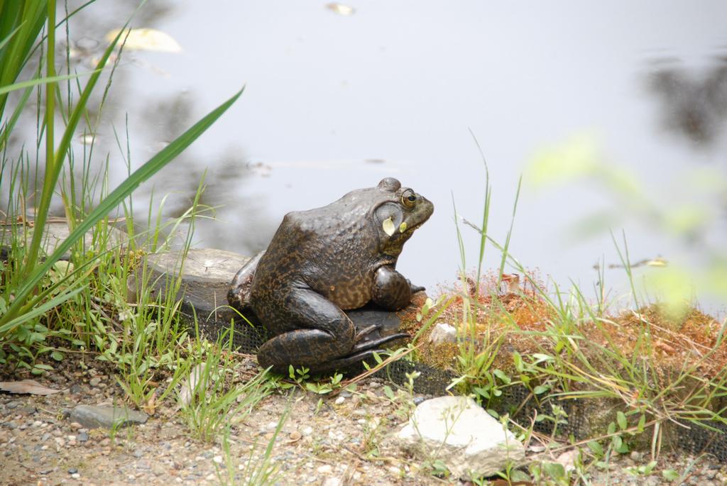 福井県内の野外で確認された特定外来生物 福井県ホームページ