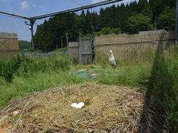 托卵3個と親鳥