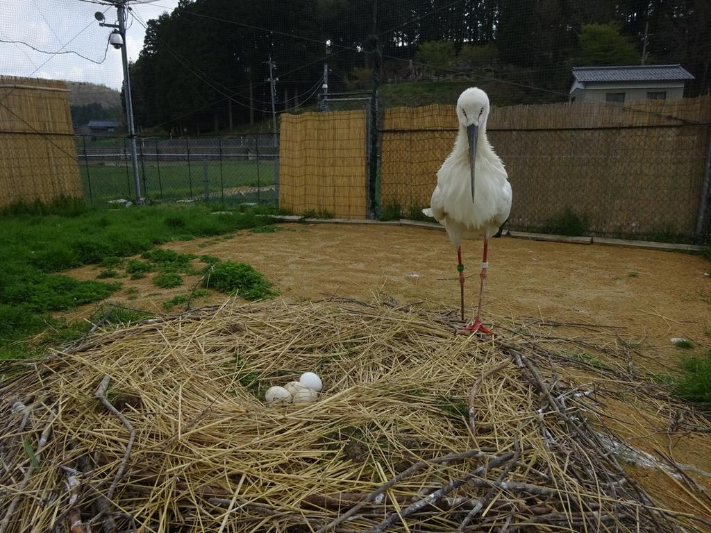 ふっくんと4卵