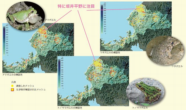 消えてゆくカエル・・・