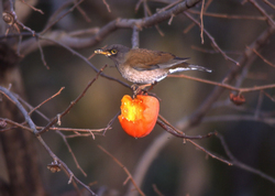 カキを食べる野鳥