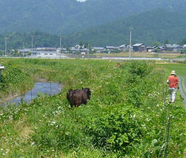 河川敷で放牧