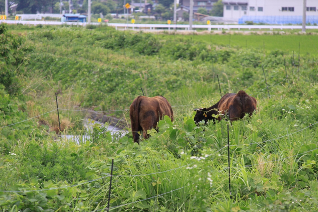 河和田放牧の様子その２