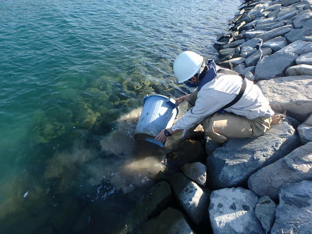 魚　放流