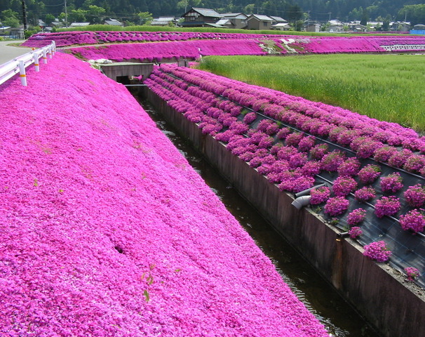 大野市役所