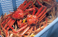 Echizen Gani(crab)