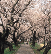 a cereja floresce