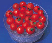 Tomate Koshi no Rubí