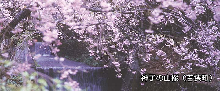 神子の山桜